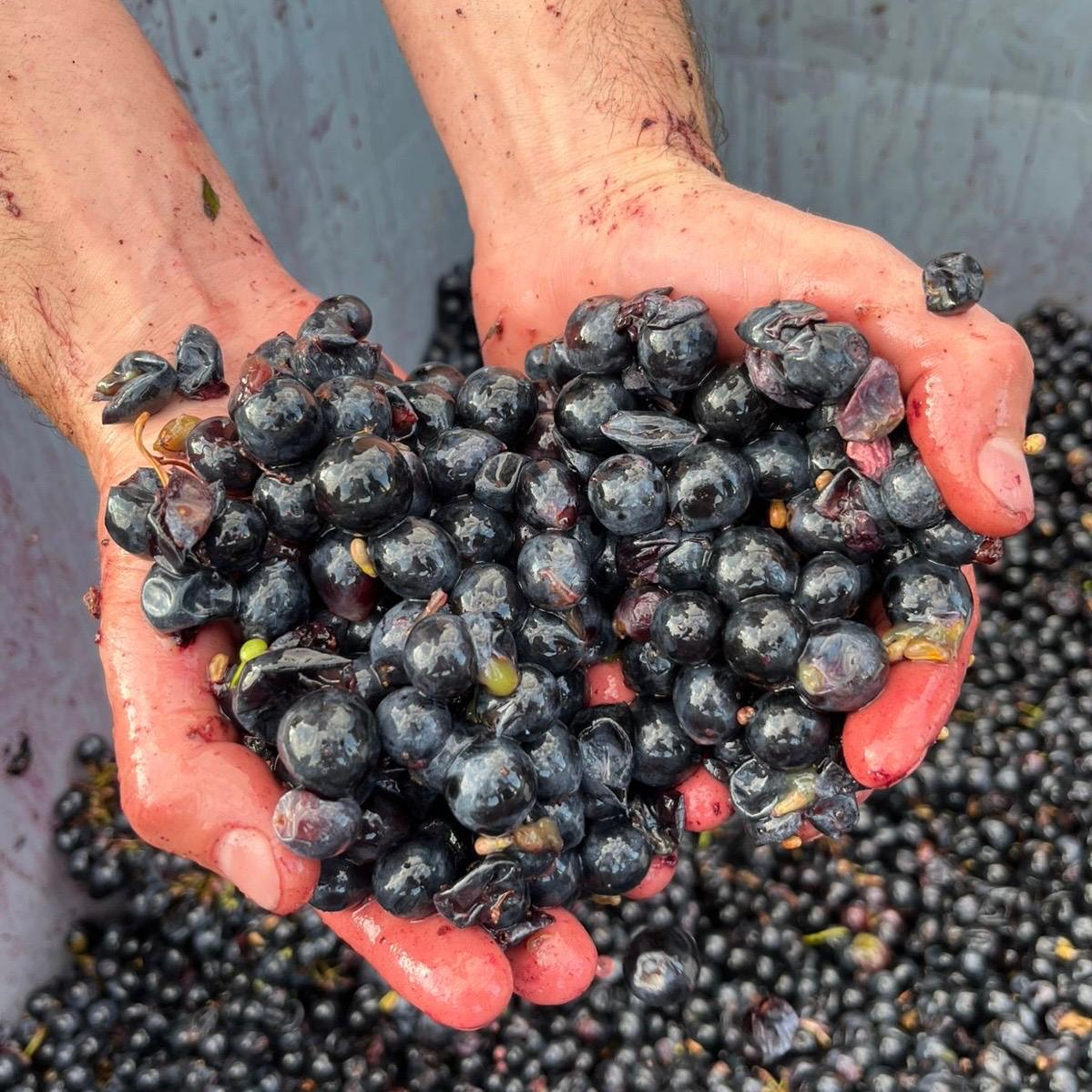 Uvas recién trabajadas sostenidas entre las manos